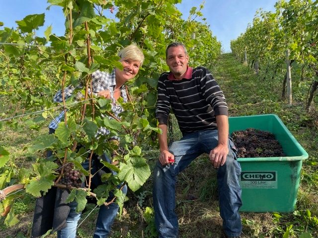 Cindy Holmberg bei der Weinlese in Metzingen Neuhausen