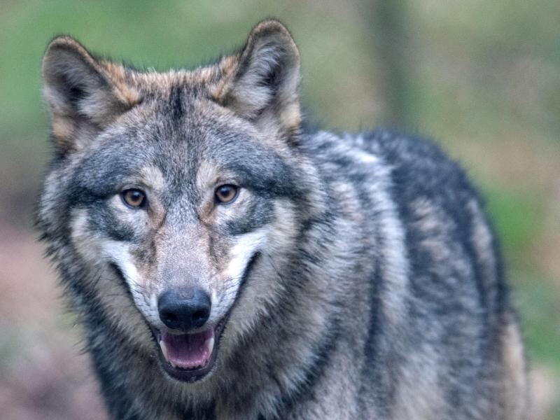 Wolfssichtung in Burladingen und Trochtelfingen